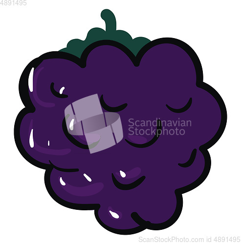 Image of Image of blackberry, vector or color illustration.