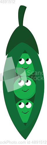 Image of Peas, vector or color illustration.