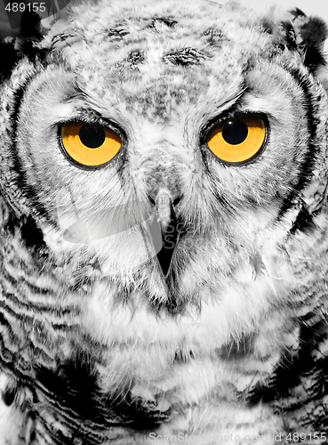 Image of Portrait of owl