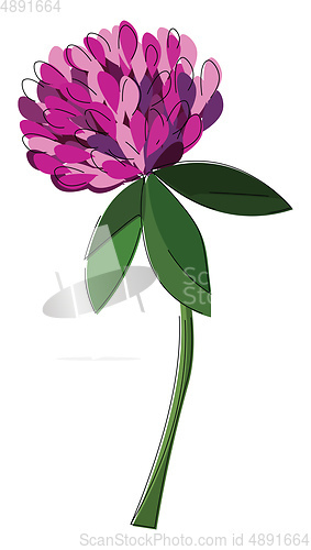 Image of Image of clover, vector or color illustration.