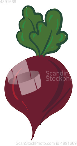 Image of Image of beet, vector or color illustration.