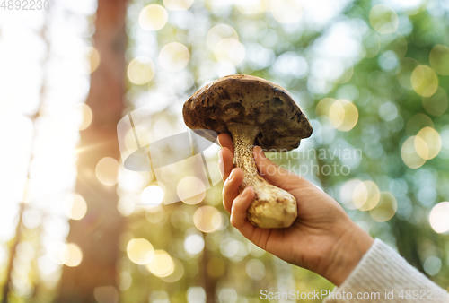 Image of close up of female hand with mushroom in forest