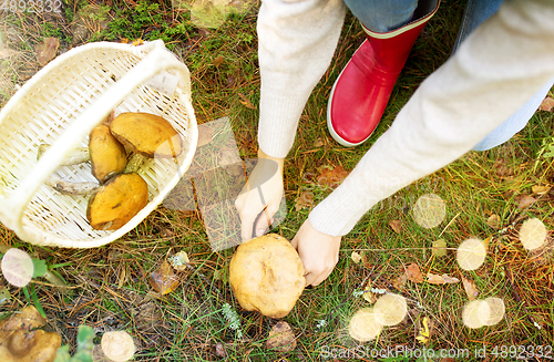 Image of woman picking mushrooms in autumn forest