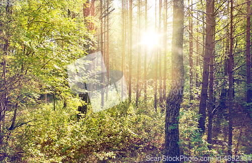 Image of mixed summer forest