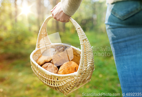 Image of close up of woman picking mushrooms in forest