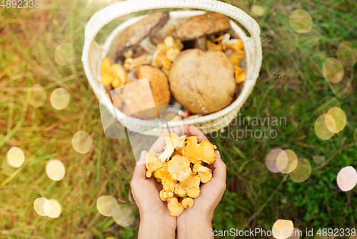 Image of hands with mushrooms and basket in forest