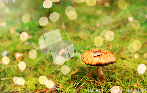 Image of brown cap boletus mushroom in autumn forest