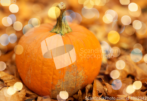 Image of pumpkin on foliage at autumn park