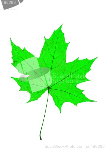 Image of Maple Leave