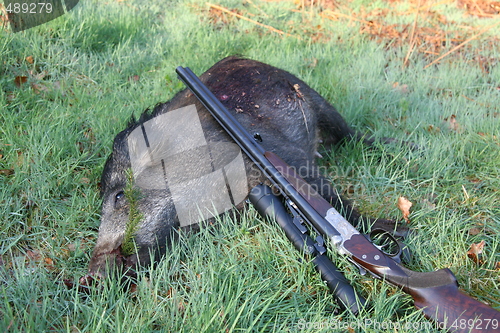 Image of Hunting - Wild Bore