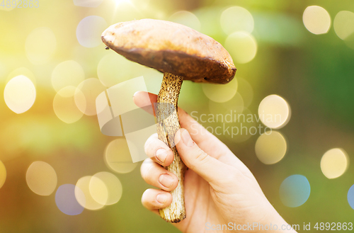 Image of close up of female hand with mushroom in forest