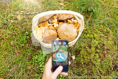 Image of hand with mushrooms using search app on smartphone