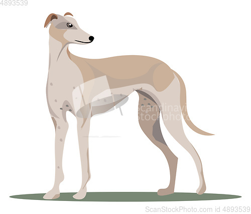 Image of Grey hound, vector or color illustration.