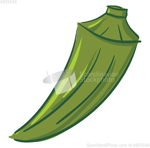 Image of Green okra, vector or color illustration.