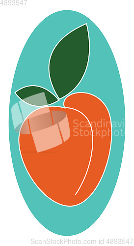 Image of Image of apricot, vector or color illustration.