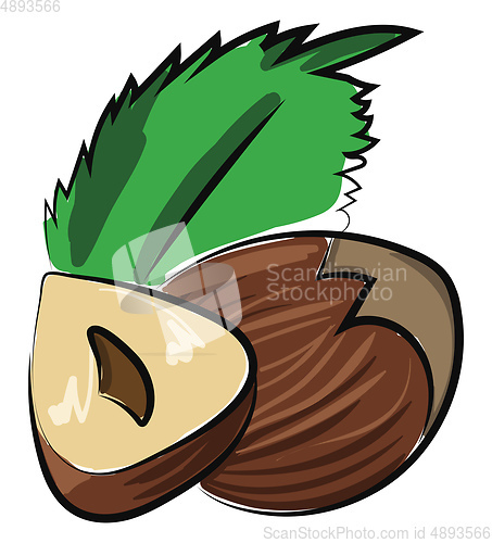 Image of Dry nut, vector or color illustration.
