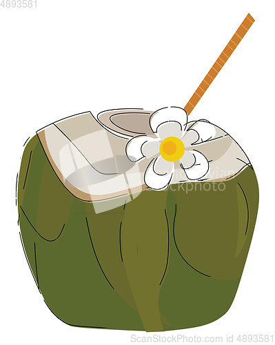 Image of Green coconut, vector or color illustration.