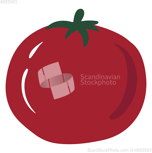 Image of Tomato, vector or color illustration.