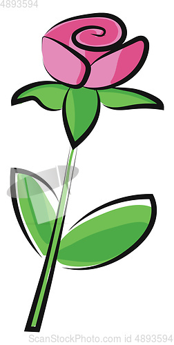Image of Rose, vector or color illustration.