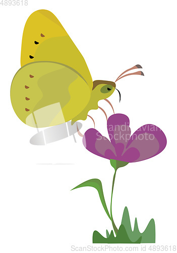 Image of A yellow butterfly on a flower in a , vector or color illustrati