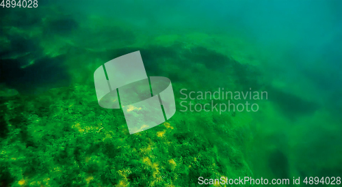 Image of Underwater landscape in the sea.