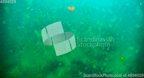 Image of Underwater landscape in the sea.