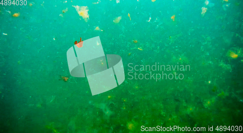 Image of Underwater landscape in the sea.
