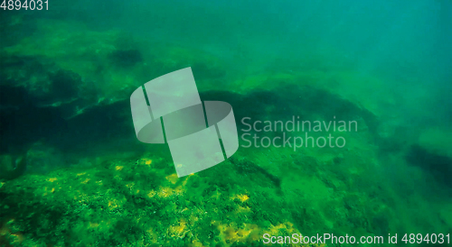 Image of Underwater landscape in the sea.