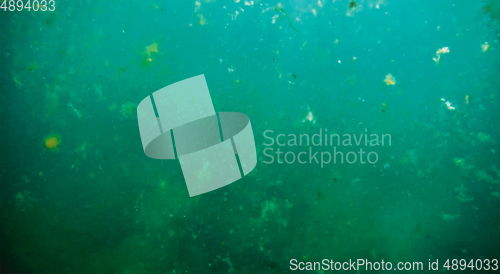 Image of Underwater landscape in the sea.