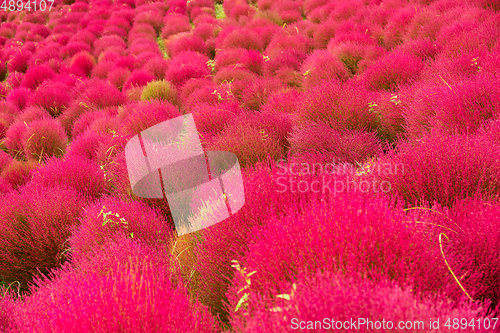 Image of Red Bassia scoparia in Autumn season