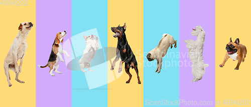 Image of Creative collage of different breeds of dogs on colorful background