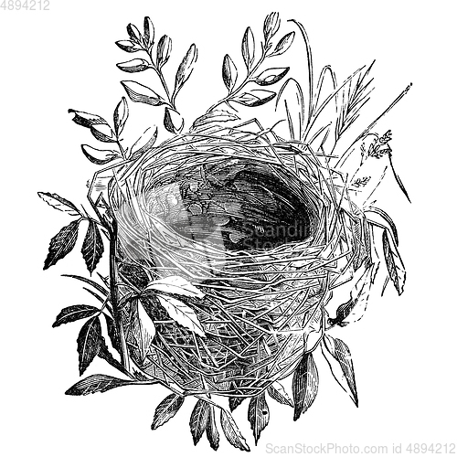 Image of bird nest vintage illustration