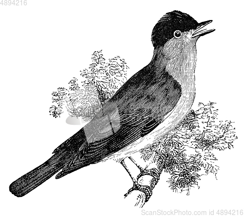 Image of blackcap bird vintage illustration