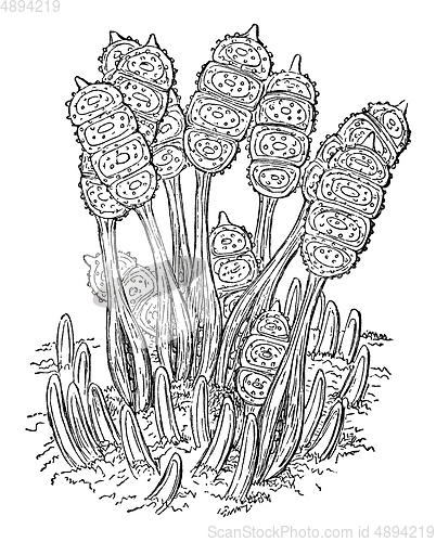 Image of bramble leaf brand microscopic plant vintage illustration