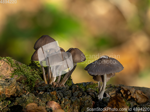 Image of Bonnet Mushrooms in Woodland