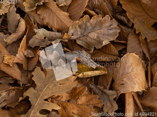 Image of Oak Galls and Fallen Leaves