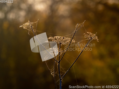 Image of Seedheads in Autumn with Cobwebs