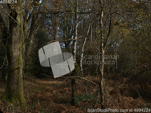 Image of Tangled Woodland in Sussex