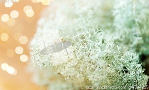 Image of close up of reindeer lichen moss