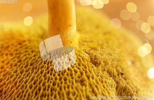 Image of close up of suillus bovinus mushroom