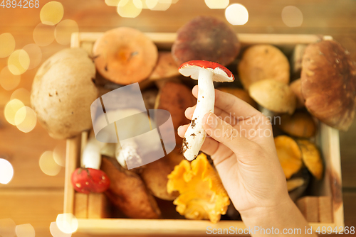 Image of hand holding russule over box of edible mushrooms