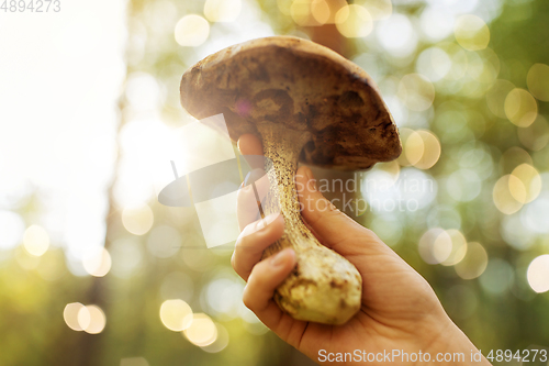 Image of close up of female hand with mushroom in forest