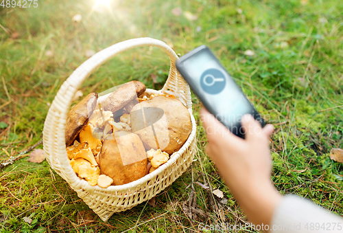 Image of hand with mushrooms using search app on smartphone