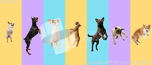 Image of Creative collage of different breeds of dogs on colorful background