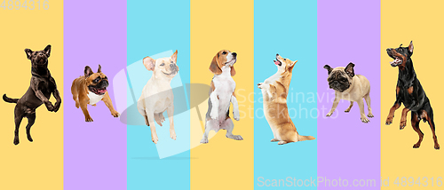 Image of Creative collage of different breeds of dogs on colorful background