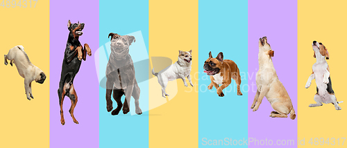 Image of Creative collage of different breeds of dogs on colorful background