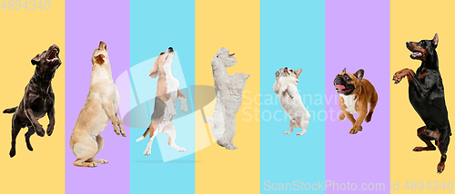 Image of Creative collage of different breeds of dogs on colorful background