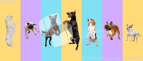 Image of Creative collage of different breeds of dogs on colorful background