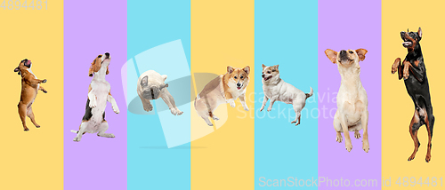 Image of Creative collage of different breeds of dogs on colorful background