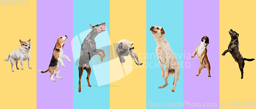 Image of Creative collage of different breeds of dogs on colorful background